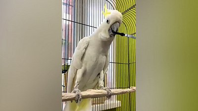 В Челябинском зоопарке попугай Жора перетягивает канат