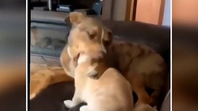 Мех и смех: «кусь» за голову, фокусник и жидкий кот