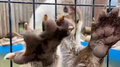 В Челябинском зоопарке отпраздновали международный день знаний о выдрах