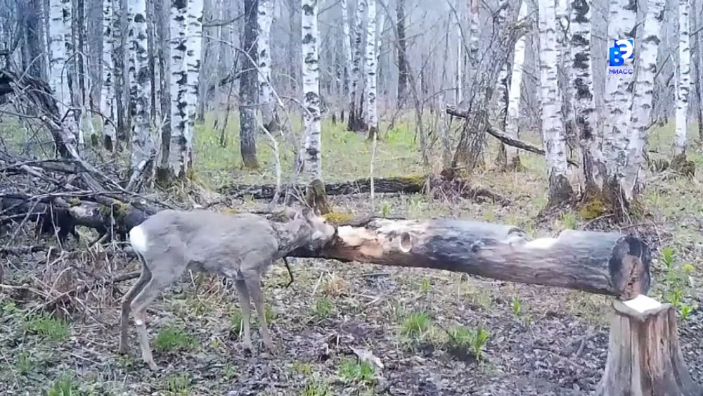 Трехрогая косуля гуляет в Зюраткуле