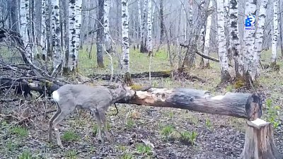 Трехрогая косуля гуляет в Зюраткуле