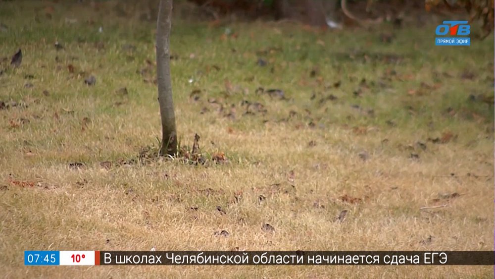 Лужайка станет изумрудной в рубрике «Руки садовода»