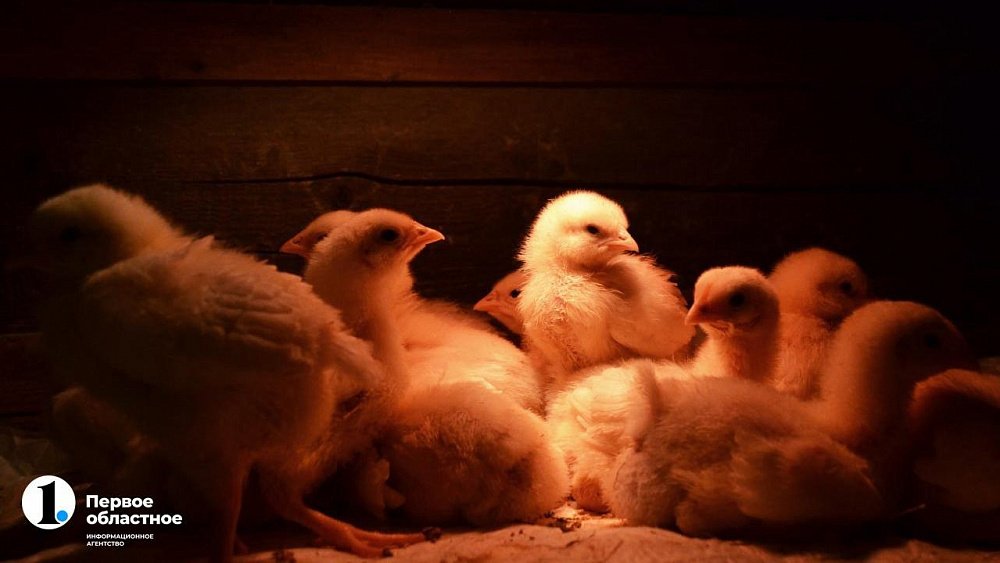 Детали для импортного оборудования птицефабрик готовы производить в Челябинской области