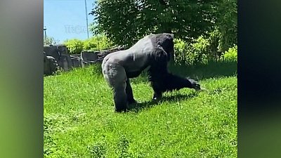 Мех и смех: кот-юла, опасный момент и маленький друг