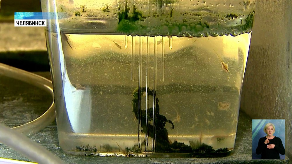 Ученые предложили очищать воздух водорослями