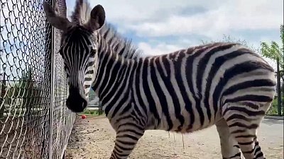 Зебра Ева в Челябинском зоопарке готовится к переезду