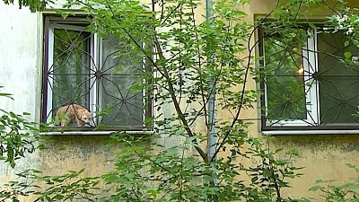 Живодер выбросил кошку из окна и остался на свободе