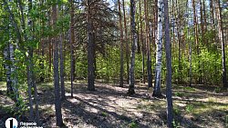 В Челябинске проведут санитарную чистку леса вдоль улицы Худякова
