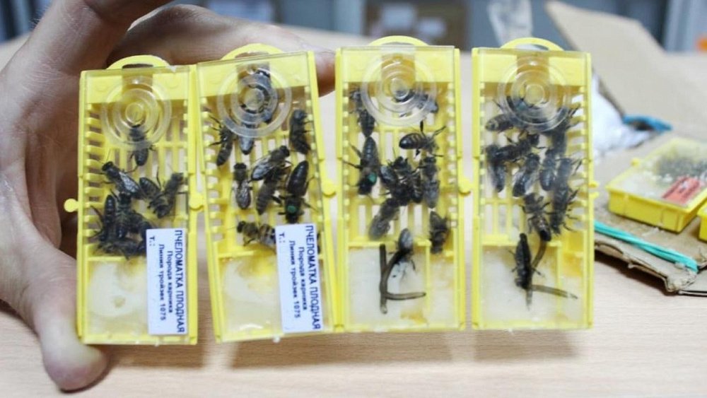 Посылку с 300 пчелами получил житель Троицка