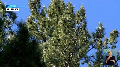 За вырубкой деревьев на Худякова следят экологи