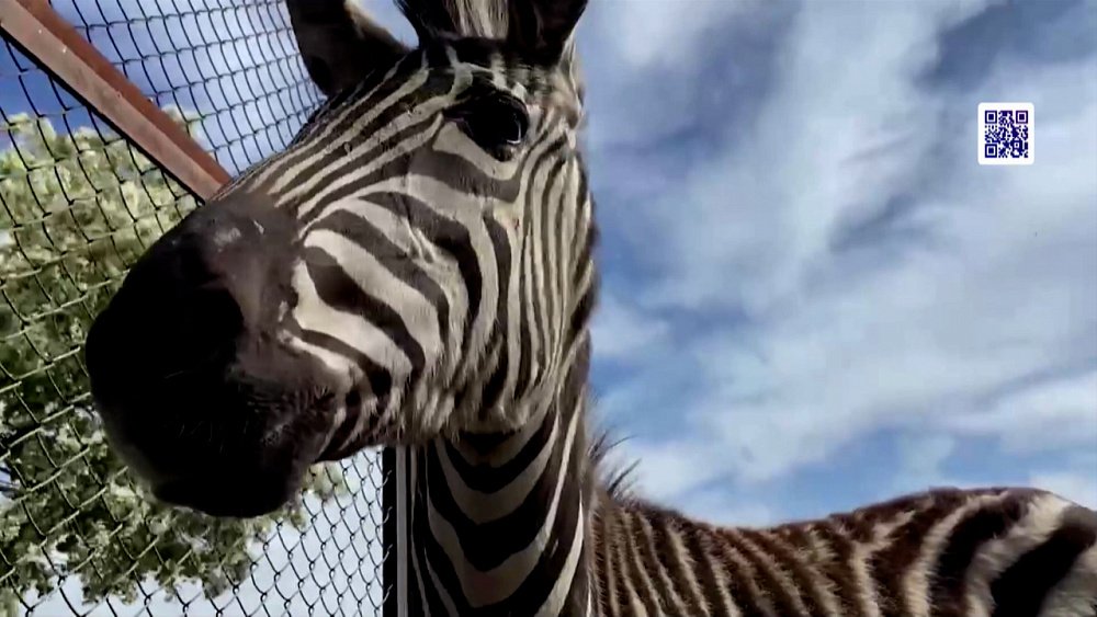 Зебра в зоопарке переехала