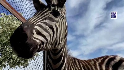 Зебра в зоопарке переехала