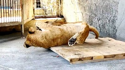 Неуклюжий львенок из челябинского зоопарка попал на видео