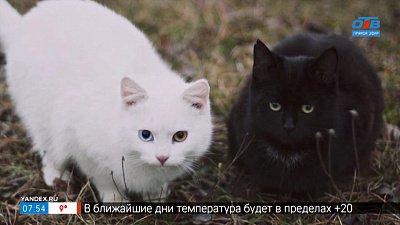 Белое против чёрного в сюжете «Противостояние цветов»