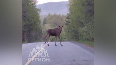 Молодой лосенок под Саткой не боится автомобиля: видео
