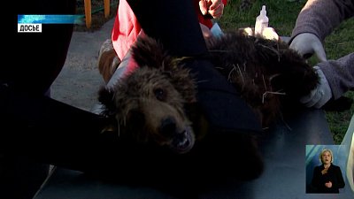 В Челябинске обсудили сохранение видов животных