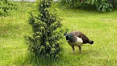 Павлины-шпионы пугают животных челябинского зоопарка