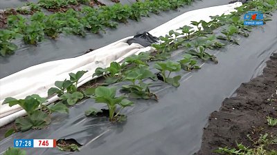 Урожай земляники будет! в рубрике «Руки садовода»