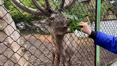 Сладкое чавканье марала из челябинского зоопарка