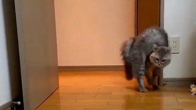 Мех и смех: неимоверная любовь, спина колесом и внутри мыльного пузыря