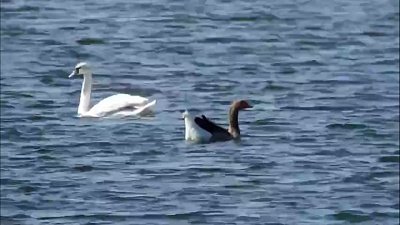 Гусь прибился к стае лебедей