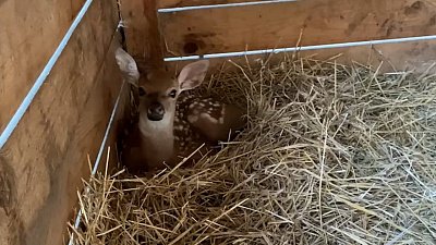 Еще один оленёнок родился в челябинском зоопарке