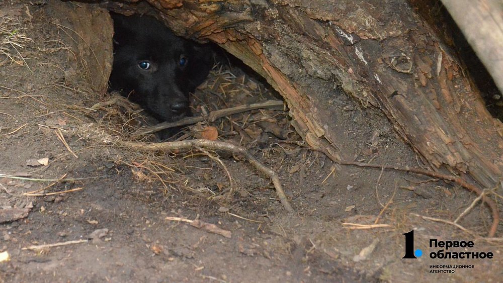 В челябинском микрорайоне собака укусила 13‑летнюю девочку
