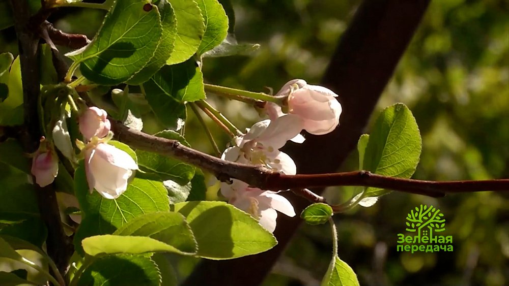 Зеленая передача 02.06.2022