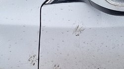 Бродячие собаки покусали Nissan на парковке в Челябинске