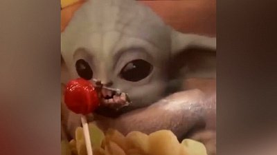 Мех и смех: любитель сладкого, собачий волейбол и кот-садовод