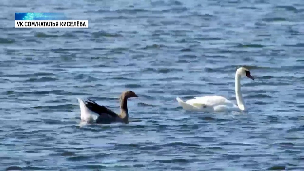На озере Аргази гусь прибился к лебедям