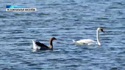 На озере Аргази гусь прибился к лебедям