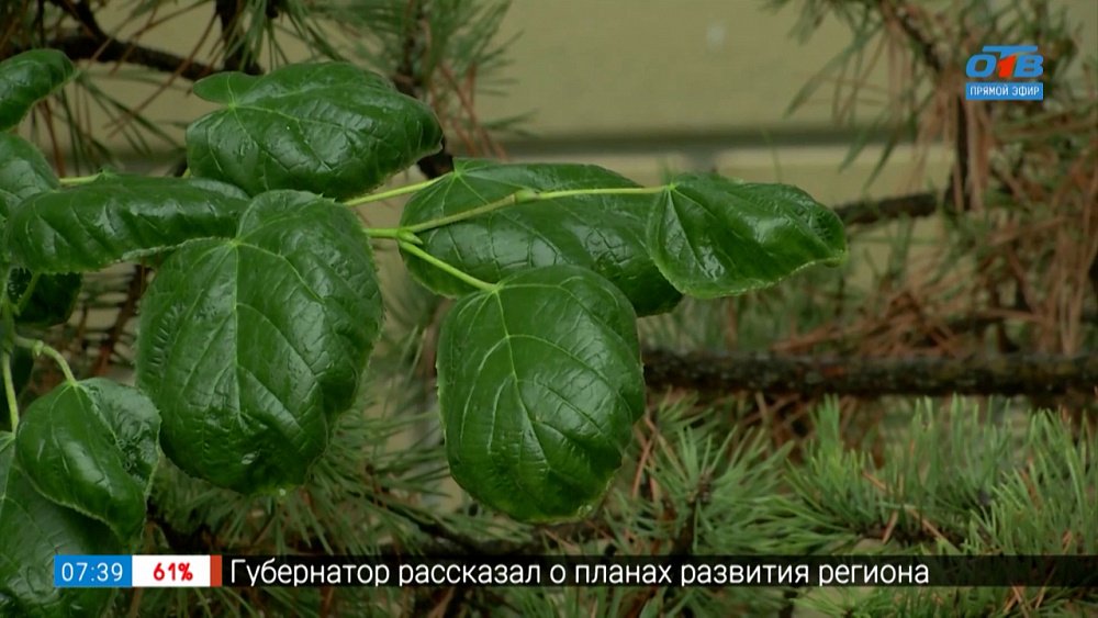 Как бороться с клещами-вредителями в рубрике «Руки садовода»