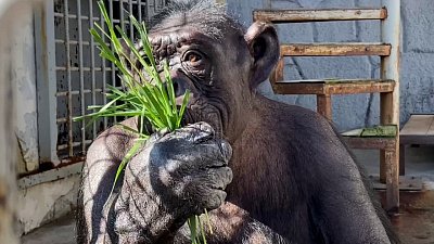 Шимпанзе Соня лакомится свежей травой и наслаждается солнцем