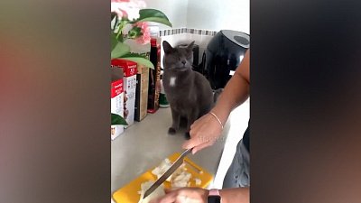 Мех и смех: горе луковое, мастер маскировки и ныряльщик в одеяло