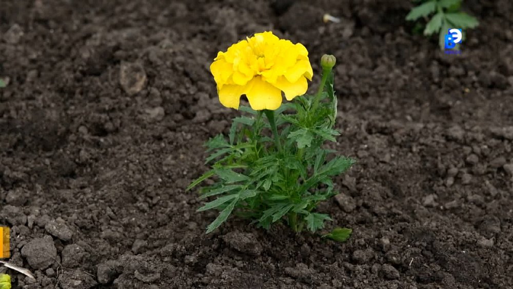 В Миассе стартовала высадка цветов