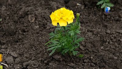 В Миассе стартовала высадка цветов