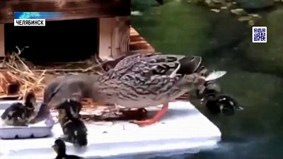 Мама-утка учит утят плавать