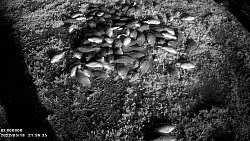 В области возбудили 11 уголовных дел за незаконную рыбалку на челябинских озерах