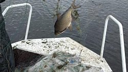 В области возбудили 11 уголовных дел за незаконную рыбалку на челябинских озерах