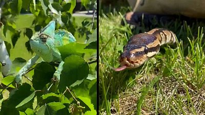 Питон и хамелеон из челябинского зоопарка наслаждаются летом
