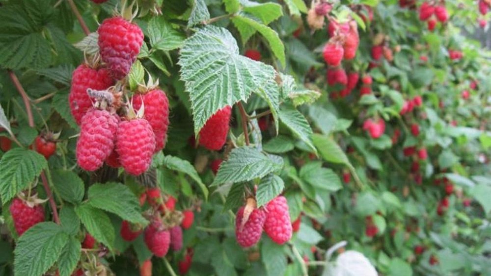 Фермеров‑садоводов из Челябинской области отметили на международной выставке