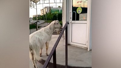 Потерявшийся козел в Миассе пытался забраться в мясной магазин