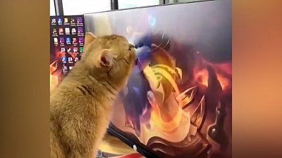 Мех и смех: перекус перед монитором, виртуальные поцелуи и мультики для малыша