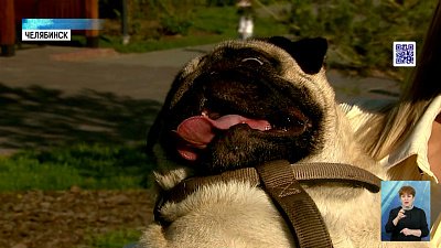 Мопсов признали самыми проблемными собаками