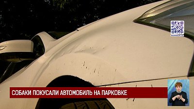 Собаки покусали автомобиль на парковке