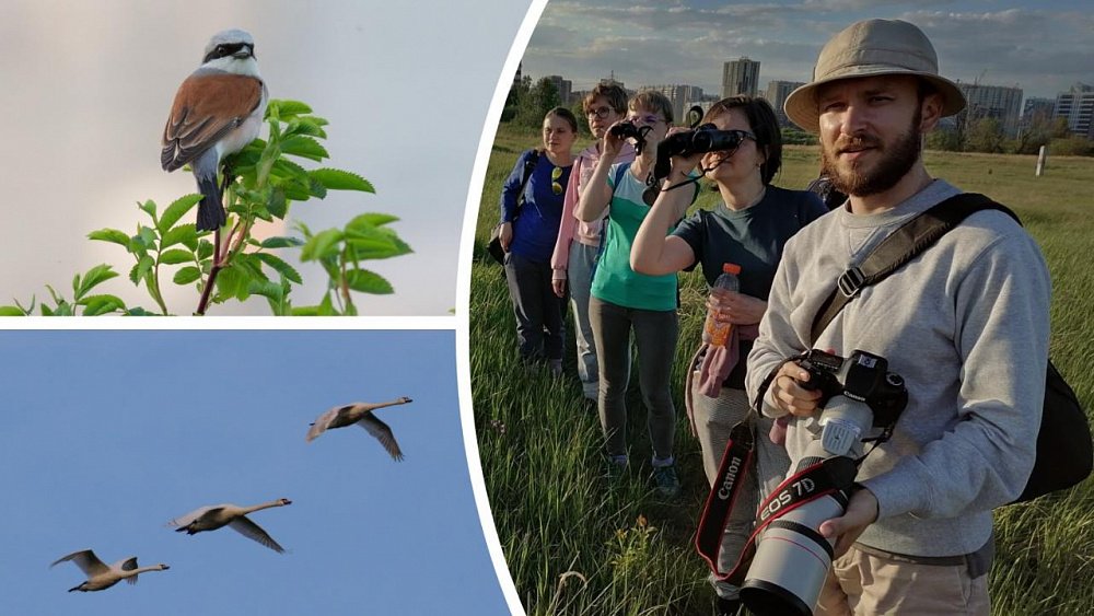 Для челябинцев проводят экскурсии по птичьим местам