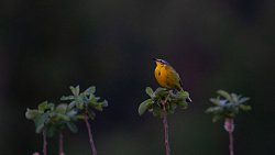 Для челябинцев проводят экскурсии по птичьим местам