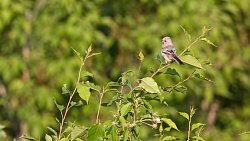 Для челябинцев проводят экскурсии по птичьим местам