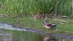 Для челябинцев проводят экскурсии по птичьим местам